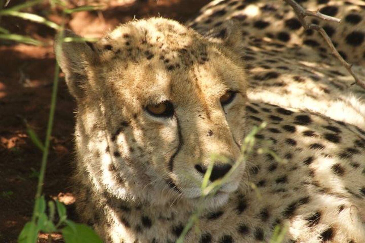 Cheetah1 4 720 480 70 s