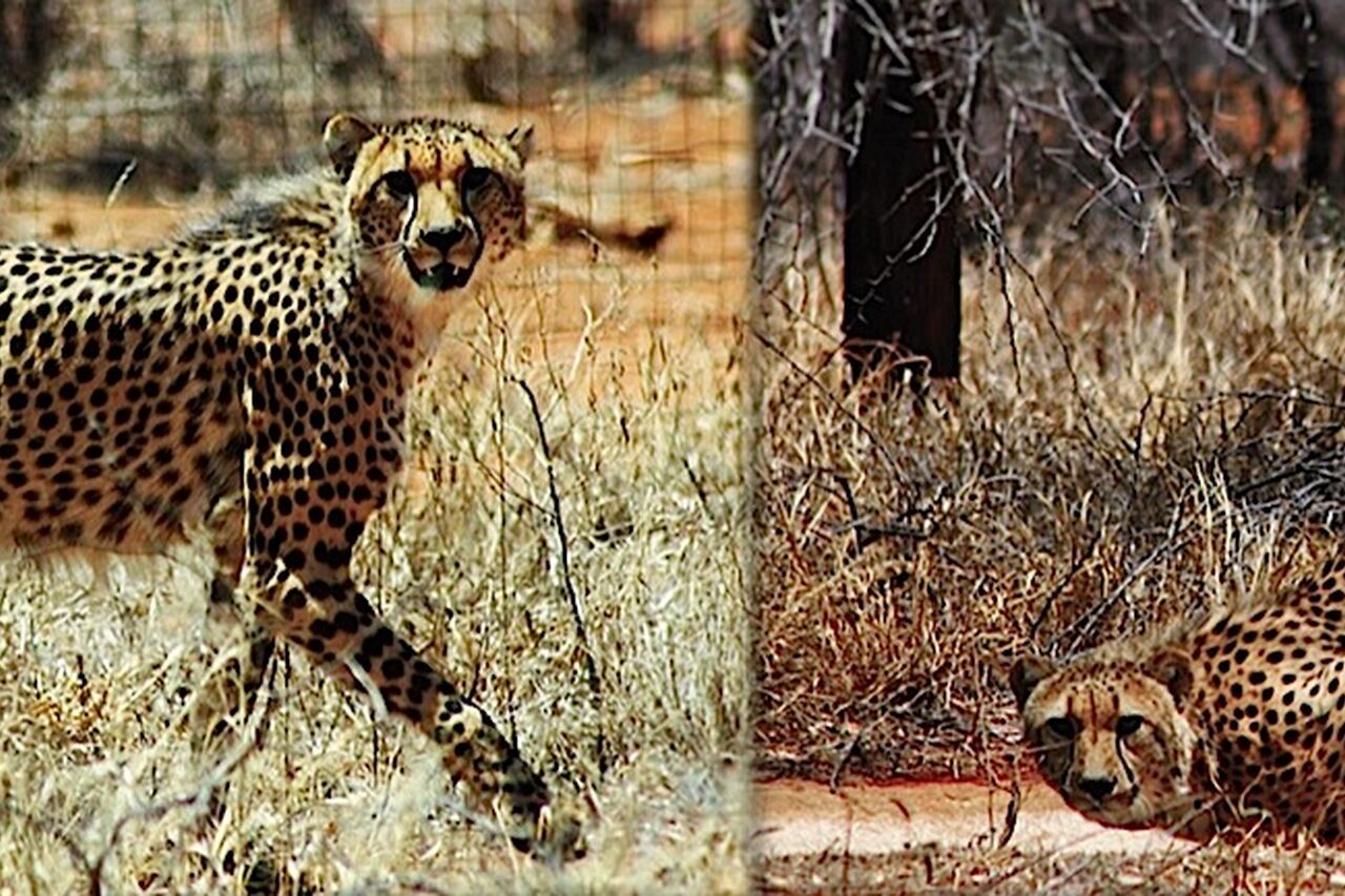 Cheetah males