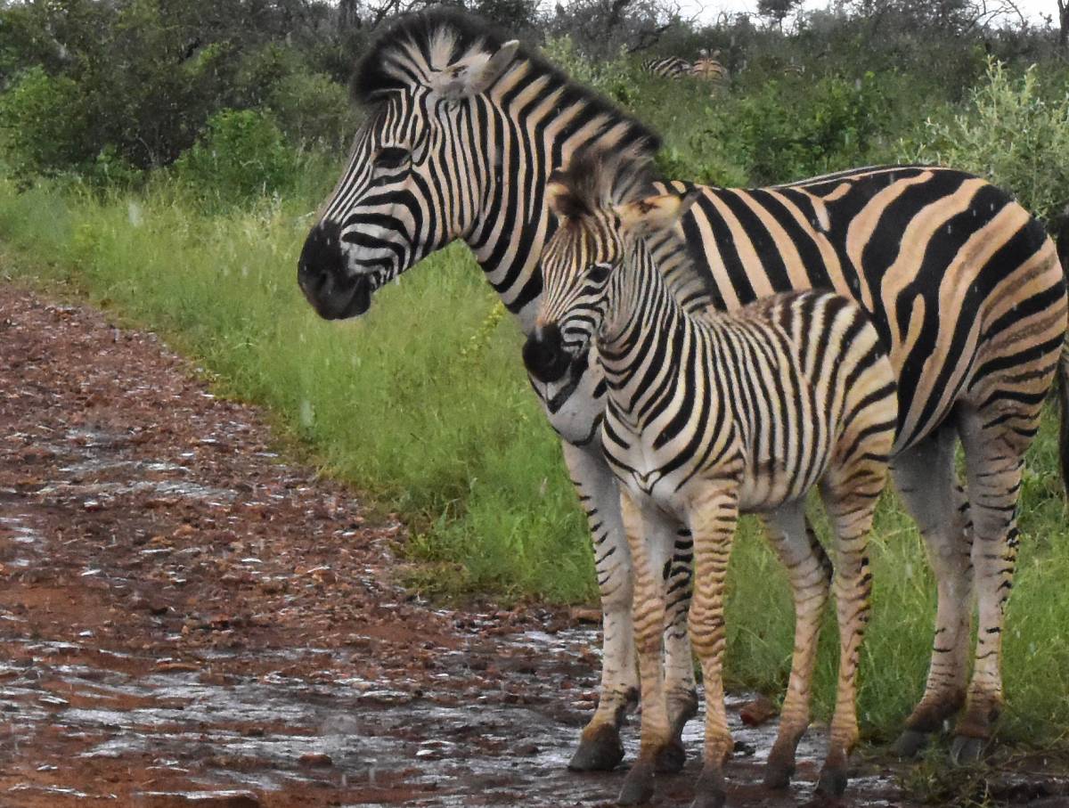 Baby Animals in Madikwe Game Reserve – Part IV: Baby Zebras
