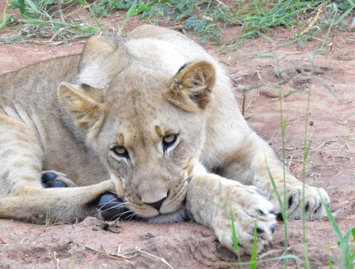 Animal Babies and Young Wildlife in Madikwe Game Reserve – Lion Cubs