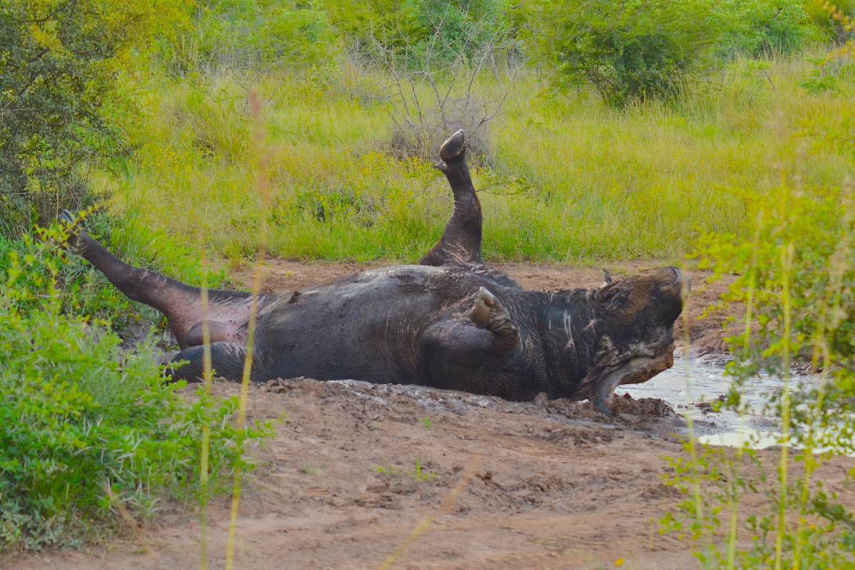 When the Buffalo was wallowing in the mud – blog – Rhulani