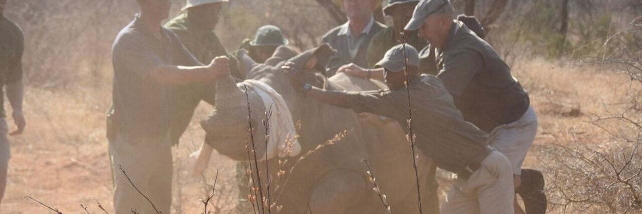 Conservation Activity: Rhino Notching