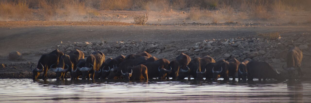 Madikwe Game Reserve