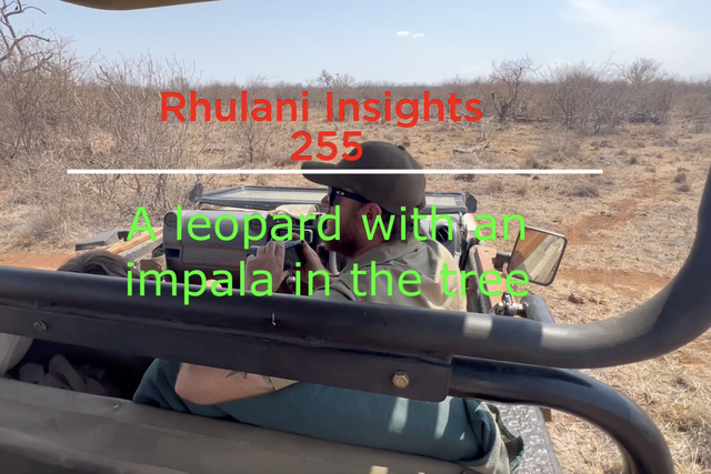 Rhulani Insights 255 - A leopard with an impala in the tree