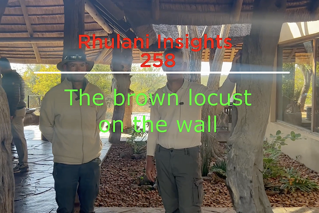 Rhulani Insights 258 – The brown locust on the wall