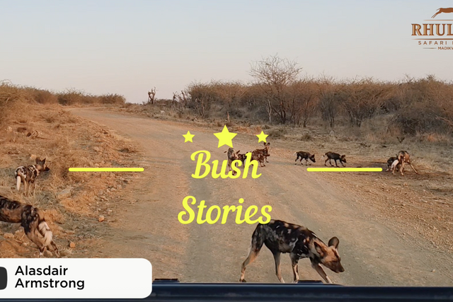 Rhulani bush stories: Give me a wild dog puppy please!
