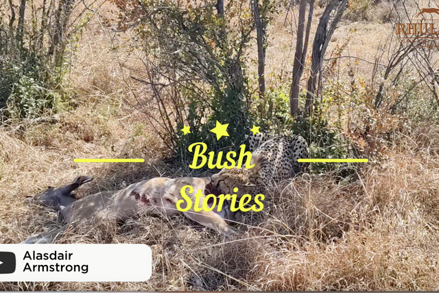 Rhulani bush stories: Male cheetahs kill a kudu