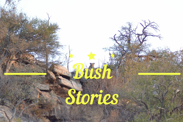 Rhulani bush stories: A massive leopard