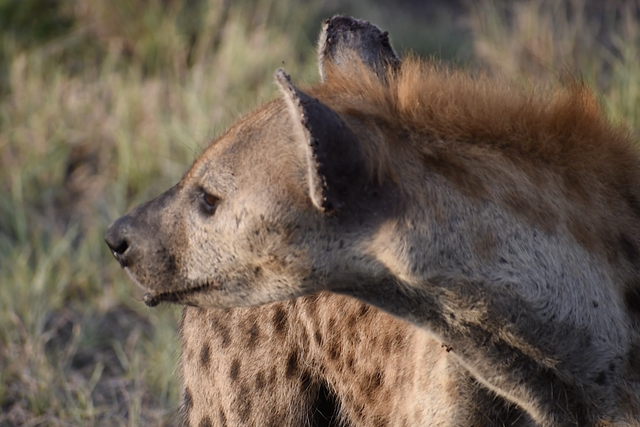 Rhulani Minute Safari - Spotted hyena in ambush