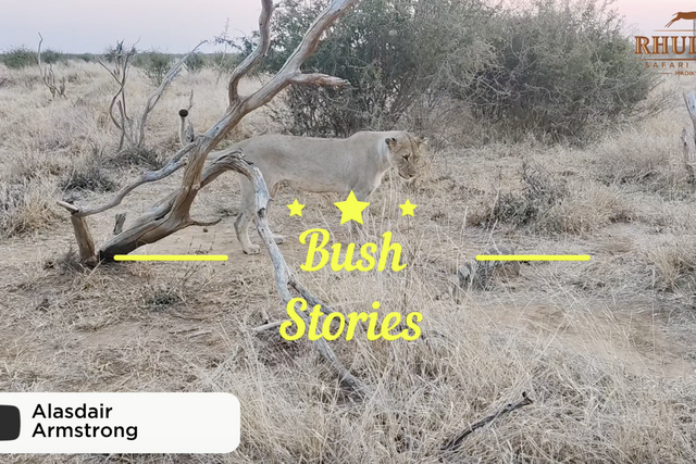 Rhulani bush stories: The lions and the rock monitor