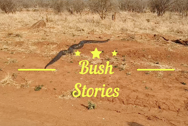 Rhulani bush stories: a monster rock python