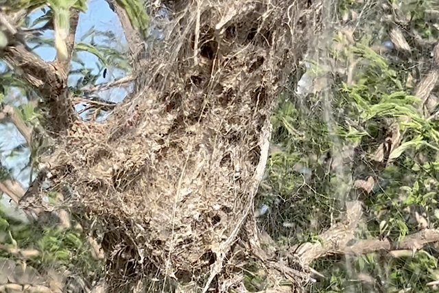 Rhulani Minute Safari - Community nest spiders