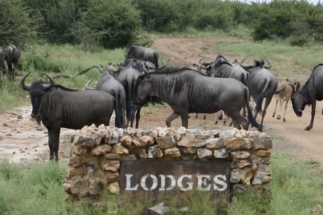 Rhulani Minute Safari - Wildebeest road walk