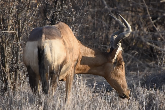Rhulani Minute Safari - Grazing red hartebeest