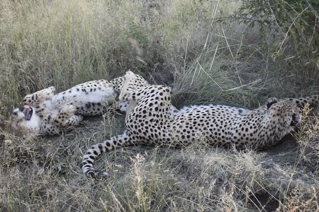 Rhulani Minute Safari - Old cheetah brothers resting
