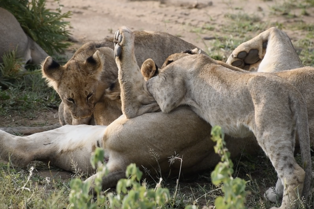 Rhulani Minute Safari - Family time with the lions