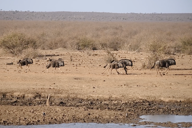 Rhulani Minute Safari – Wildebeest happy to go to the water