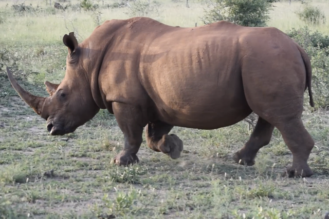 Rhulani Minute Safari - Running rhino