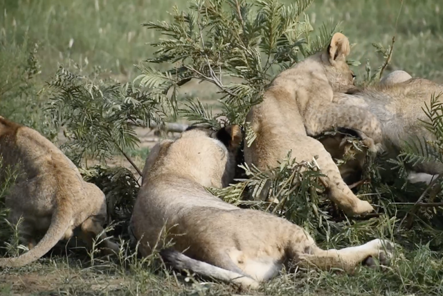 Rhulani Minute Safari - One lion above another