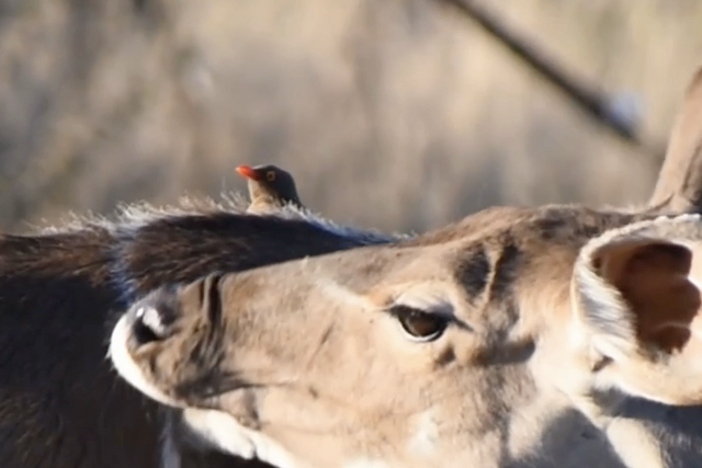 Rhulani Minute Safari - The kudu and the oxpecker