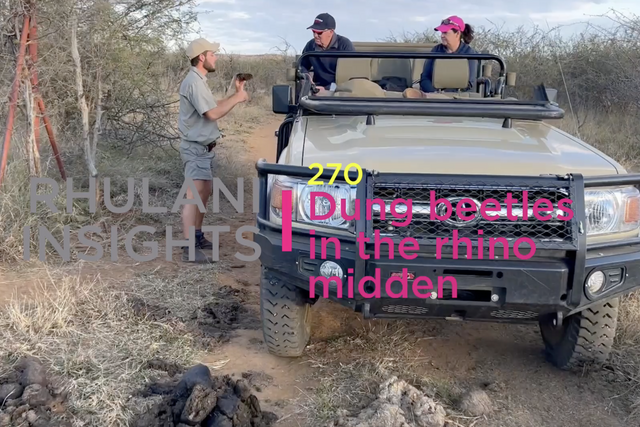 Rhulani Insights 270 – Dung beetles in the rhino midden
