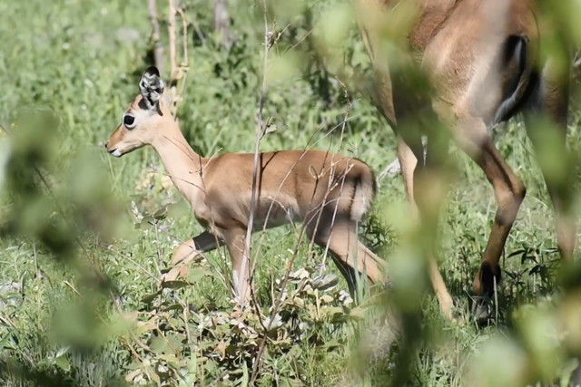 Rhulani Minute Safari - Impala mummy with the baby