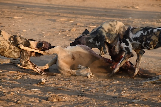 Rhulani Minute Safari - Wild dog pack tears apart an impala