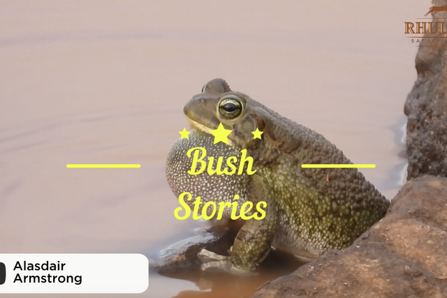 Rhulani bush stories: An enchanting toad concert