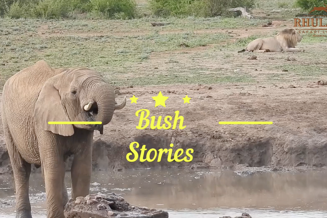 Rhulani bush stories: Roaring lion, drinking elephant