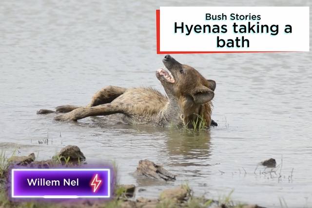 Rhulani bush stories: Hyenas taking a bath