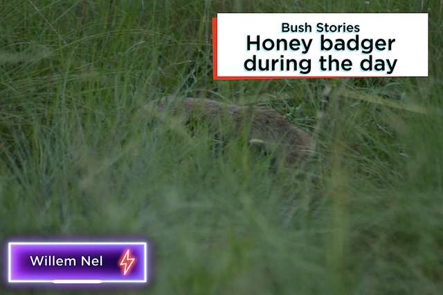 Rhulani bush stories: Honey badger during the day