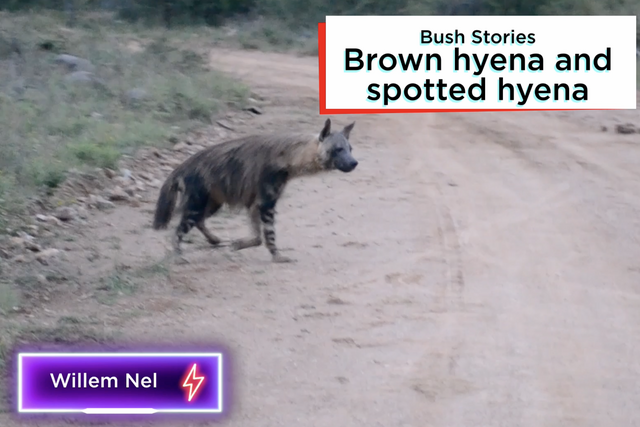 Rhulani bush stories: Brown hyena and spotted hyena