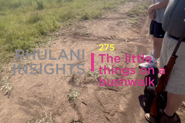 Rhulani Insights 275 – The little things on a bushwalk