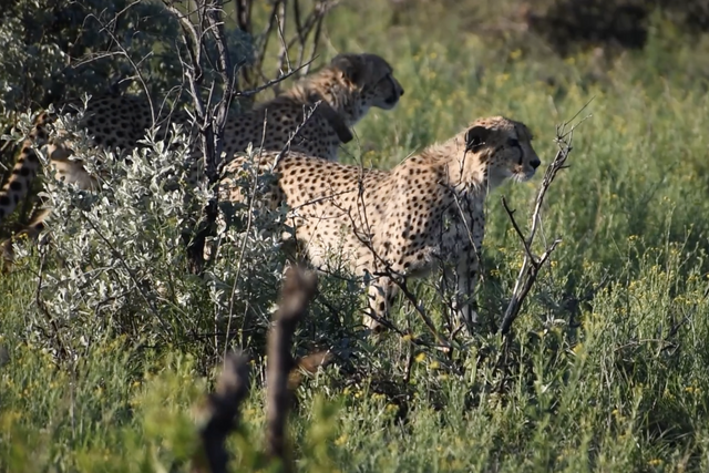 Rhulani Minute Safari - Five cheetahs go hunting