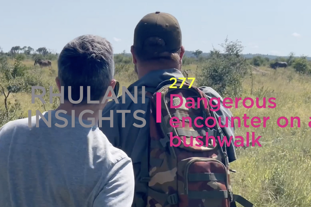 Rhulani Insights 277 – Dangerous encounter on bushwalk
