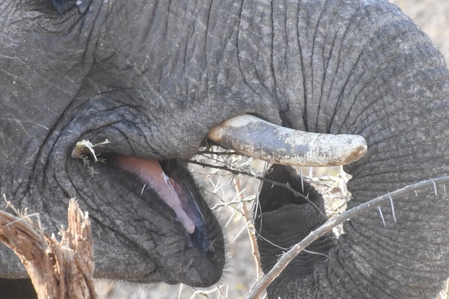 Rhulani Minute Safari - Elephant trunk twists