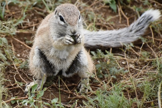 Rhulani Minute Safari – The nimble front paws of a squirrel