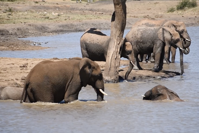 Rhulani Minute Safari - Swimming elephants at Thlou dam