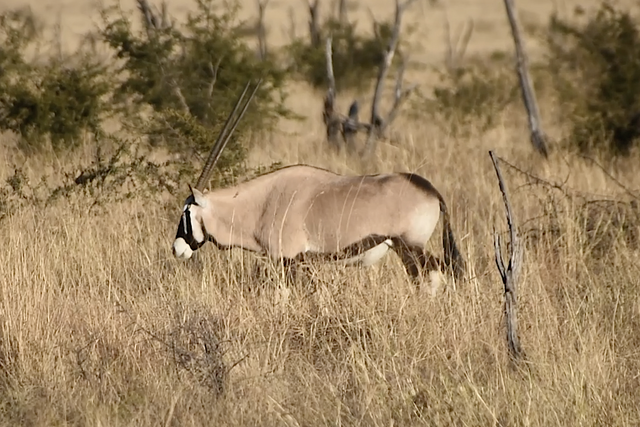 Rhulani Minute Safari - Oryx crossing the savannah