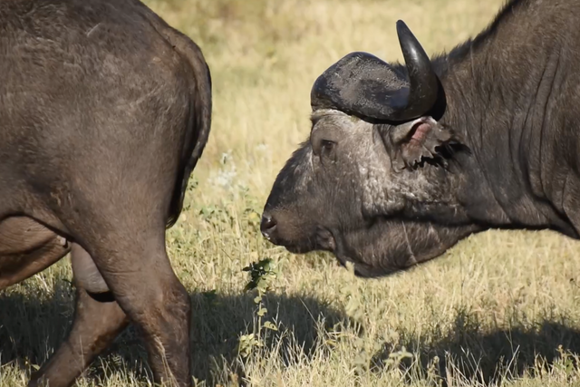 Rhulani Minute Safari - Two heavyweight colossi