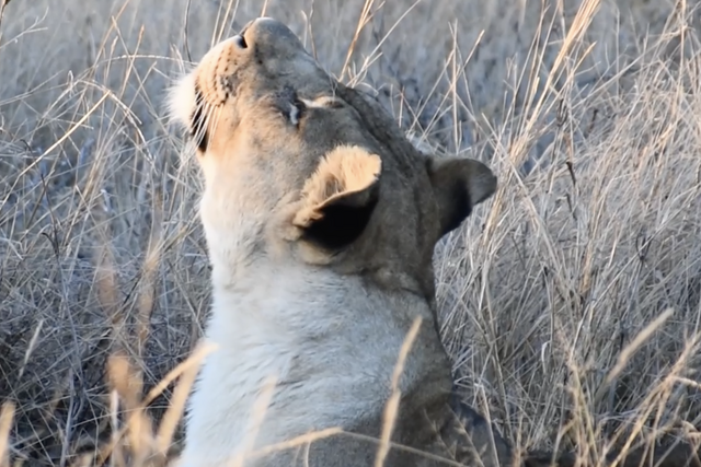 Rhulani Minute Safari - Lioness picks up a scent