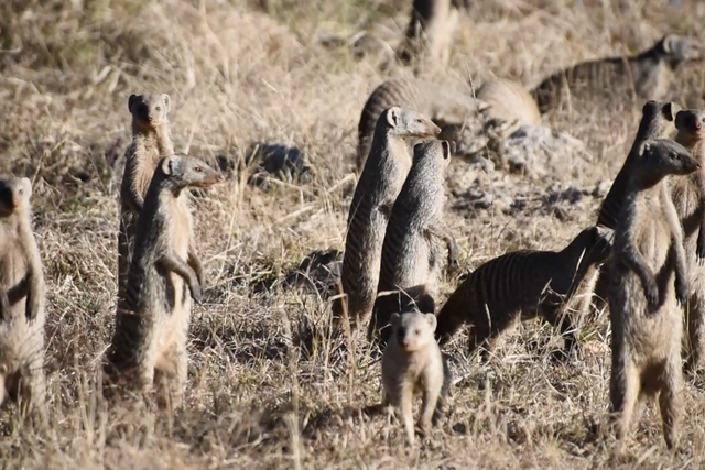 Rhulani Minute Safari - Mob of banded mongoose on the road