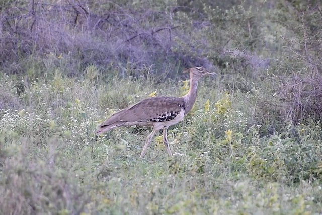Rhulani Minute Safari - Kori bustard with slow graceful steps