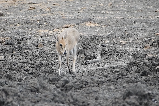 Rhulani Minute Safari - Common duiker looking for water