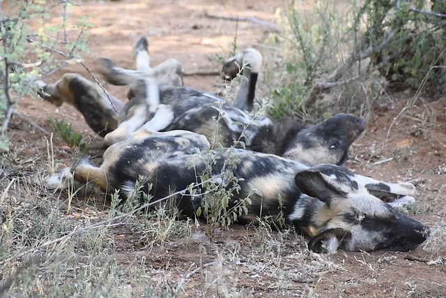 Rhulani Minute Safari - Wild dogs flat as pancakes