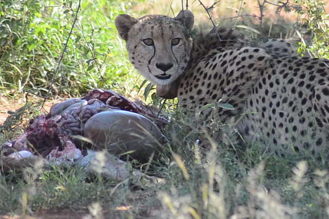 Rhulani Minute Safari - Cheetah devours freshly caught prey