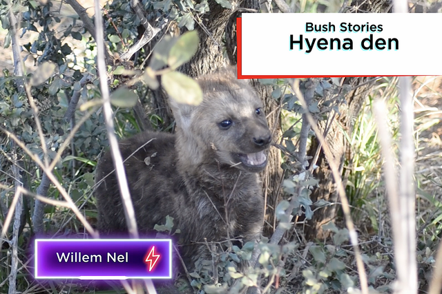 Rhulani bush stories: Hyena den