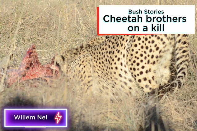 Rhulani bush stories: Cheetah brothers on a kill