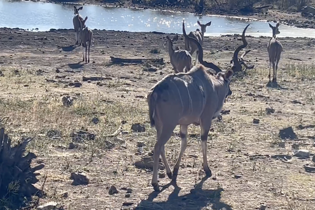 Rhulani Minute Safari - Kudus on the way to the waterhole