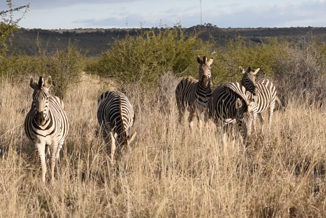Rhulani Minute Safari - Zebras in the dry savannah